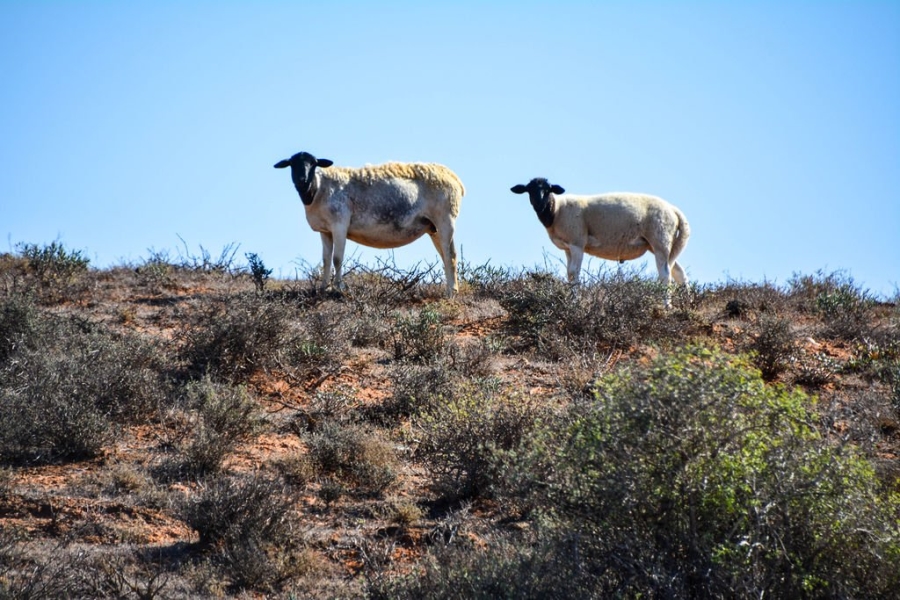 3 Bedroom Property for Sale in Vredendal Rural Western Cape